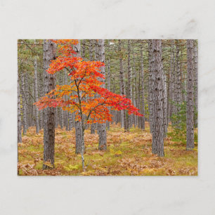 Carte Postale Maple Tree with Autumn Colors