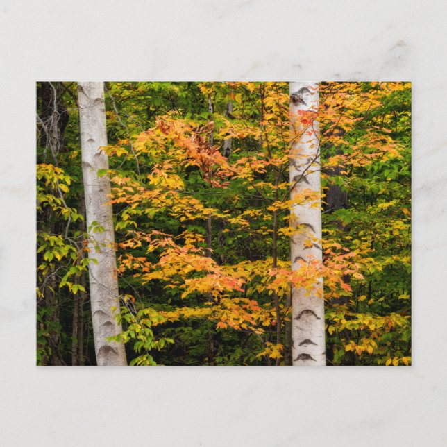 Carte Postale Maple & White Birch | White Mountains, NH (Devant)