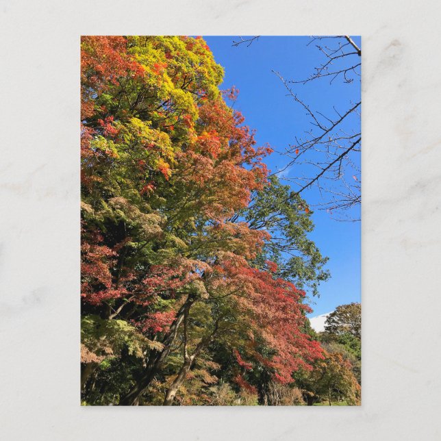 Carte Postale Maples colorées vives (Devant)