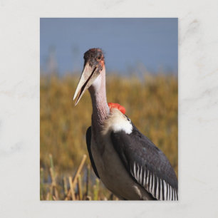 Carte Postale Marabou