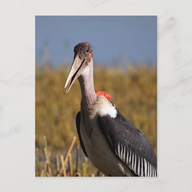 Carte Postale Marabou (Devant)