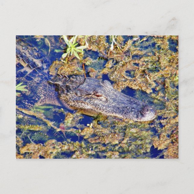 Carte Postale Marais Alligators Gator (Devant)