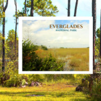 Marais dans le Parc National des Everglades, Flori