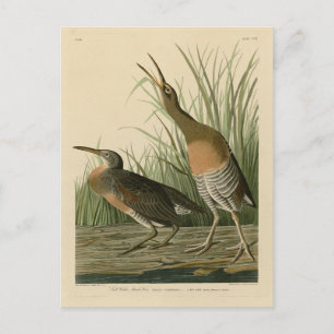 Carte Postale Marais d'eau salée Hen - Audubon's Birds of Americ