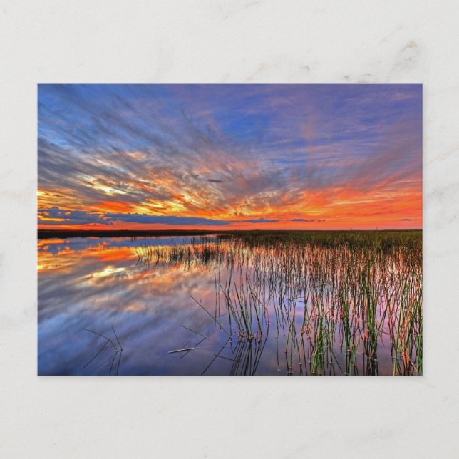 Carte Postale Marais Everglades de Floride (Devant)