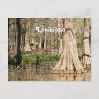 Carte Postale Marais Louisiane
