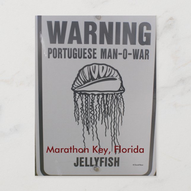 Carte Postale Marathon Key, Floride (Devant)