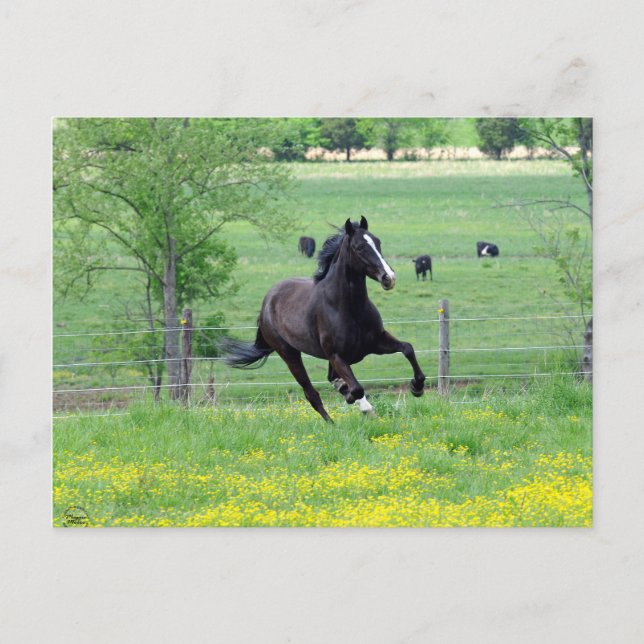 Carte Postale Marche à ressort (Devant)