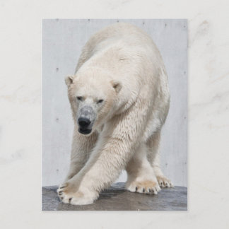 Carte Postale Marche de l'ours polaire