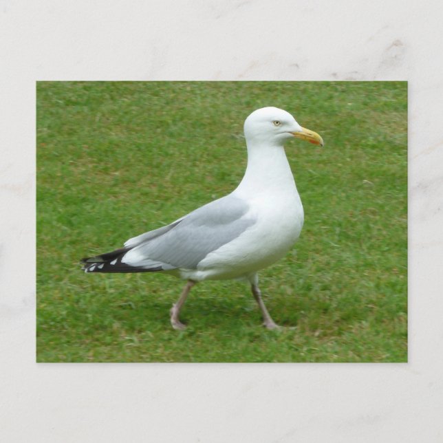Carte Postale Marche de mouettes dans le parc (Devant)