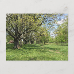 Carte Postale Marche du printemps