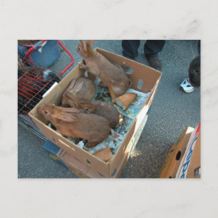 Carte Postale Marché fermier, Louans, Bresse, lapins