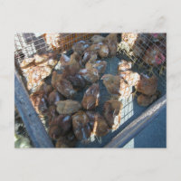 Marché fermier, Louans, Bresse, poussins