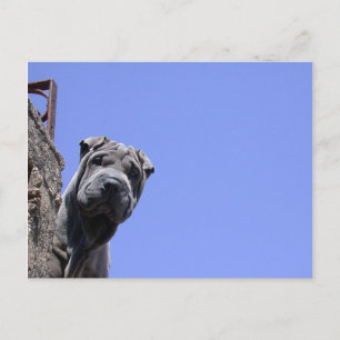 Carte Postale Marché Flea