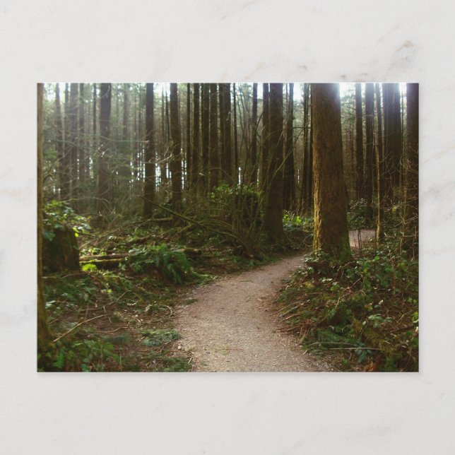 Carte Postale Marche forestière (Devant)