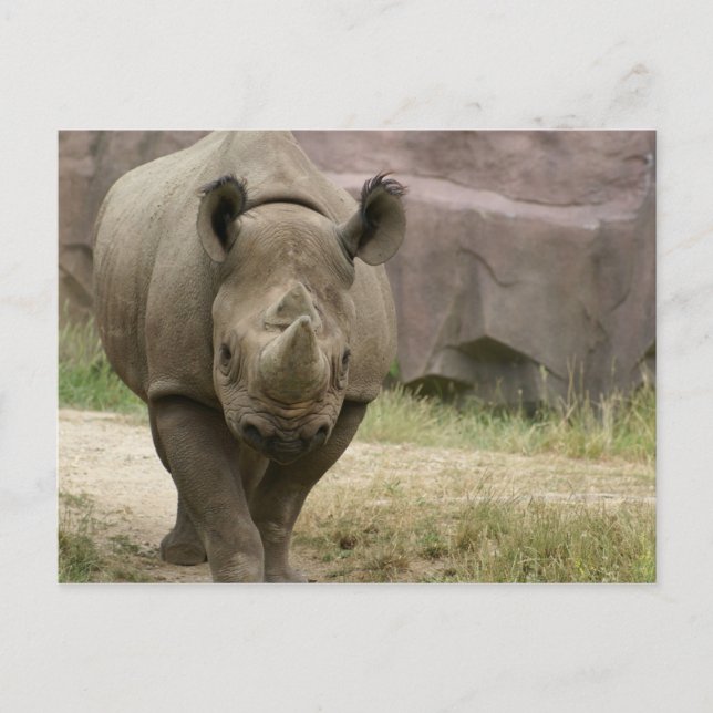 Carte Postale marche rhino (Devant)