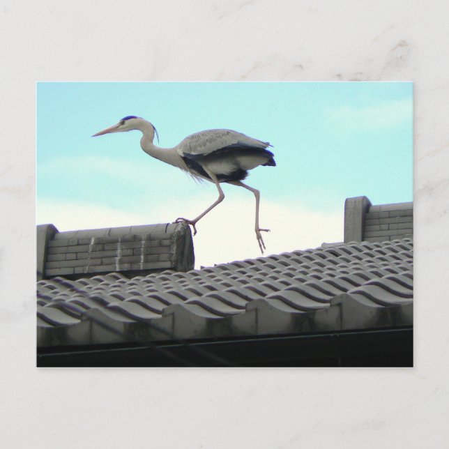 Carte Postale Marche sur le toit (Devant)