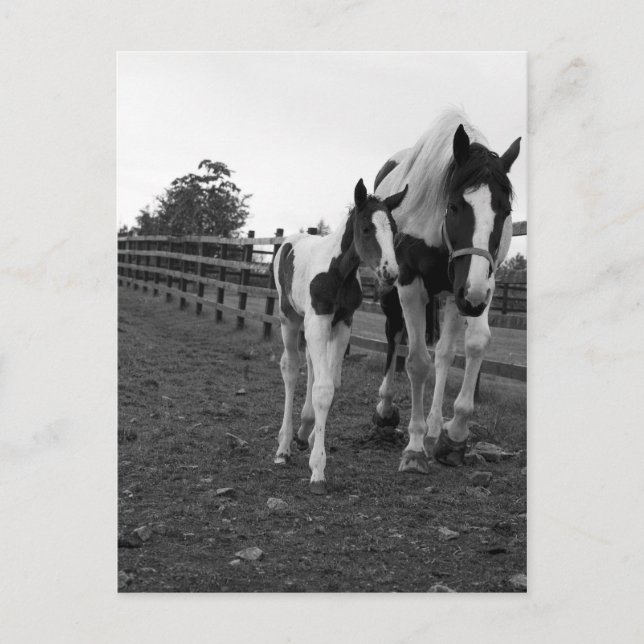 Carte Postale marcher à côté de la clôture (Devant)