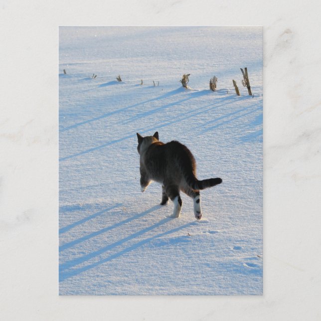 Carte Postale Marcher Dans Le Cornfield (Devant)