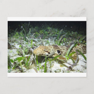 Carte Postale Marcher le requin-épaulard dans les îles Raja Ampa