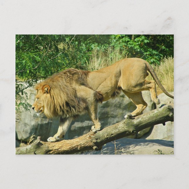 Carte Postale Marcher sur la planche (Devant)