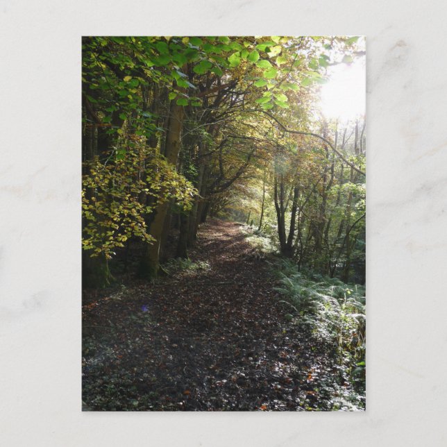 Carte Postale "Marcher sur un sentier forestier" Northumberland (Devant)