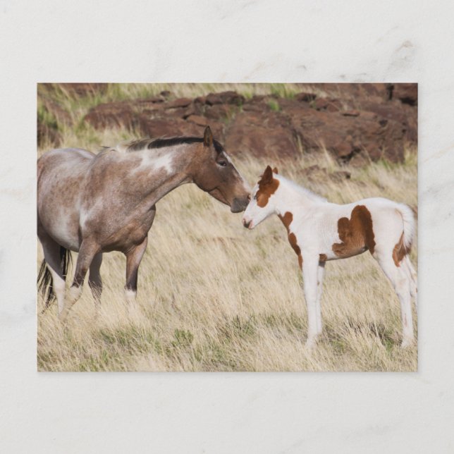 Carte Postale Mare avec Colt (Devant)