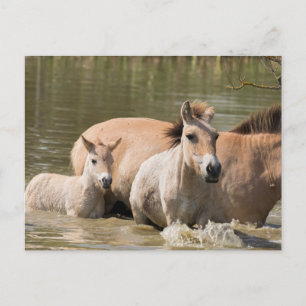 Carte Postale Mare avec Foal Crossing a River