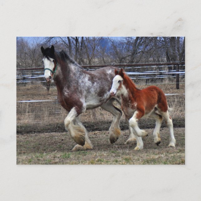 Carte Postale Mare & colt en cours d'exécution (Devant)