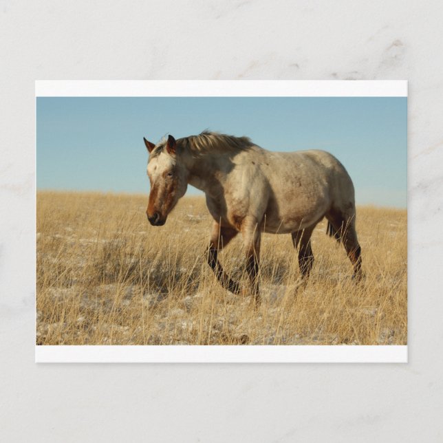 Carte Postale Mare d'Appaloosa dans les Prairies (Devant)