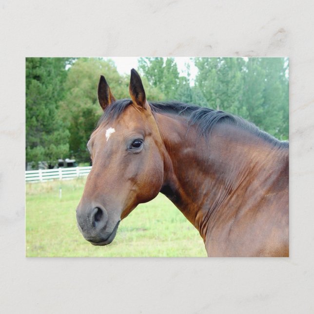 Carte Postale Mare de châtaignier (Devant)