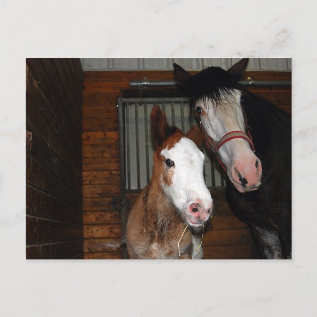 Carte Postale Mare de Clydesdale et filou (Devant)