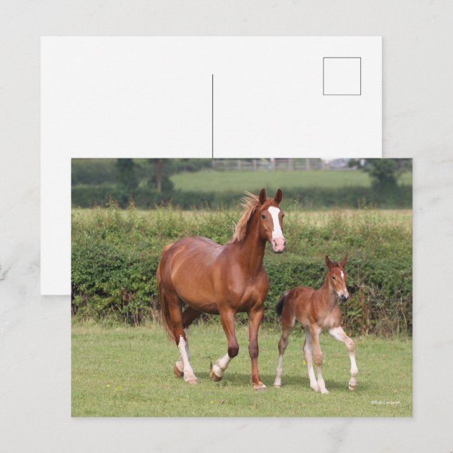 Carte Postale Mare de sang chaud et poulain marchent ensemble (Devant / Derrière)