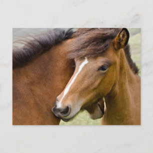 Carte Postale Mare Et Colt