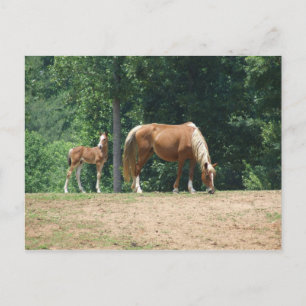 Carte Postale Mare et colt de Rocky Mountain