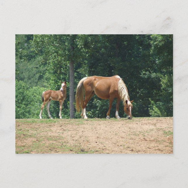 Carte Postale Mare et colt de Rocky Mountain (Devant)