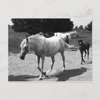 Carte Postale Mare et Filly