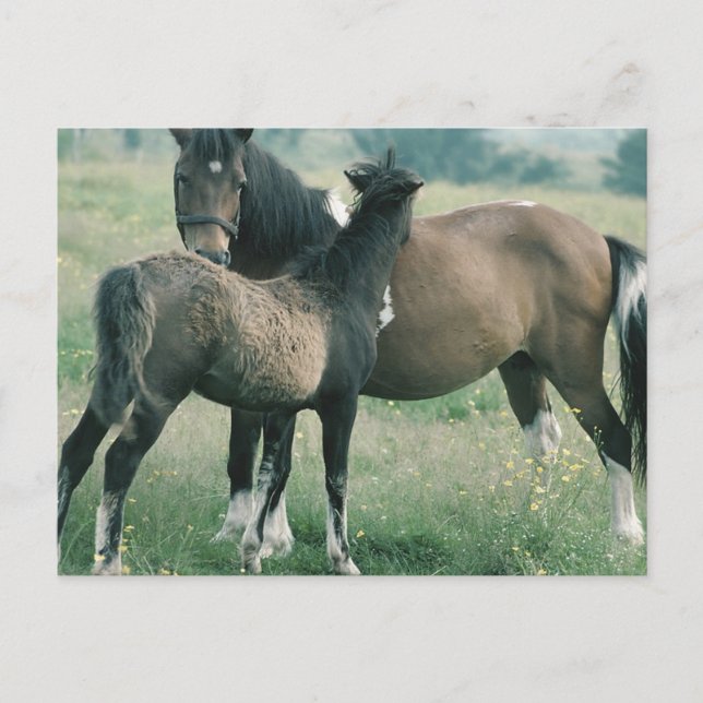 Carte Postale Mare et poulain (Devant)