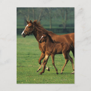 Carte Postale Mare et poulain à bec thoroughbred 3