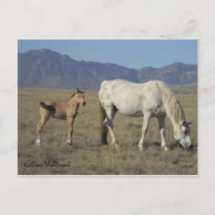 Carte Postale Mare et poulain (Chevaux)