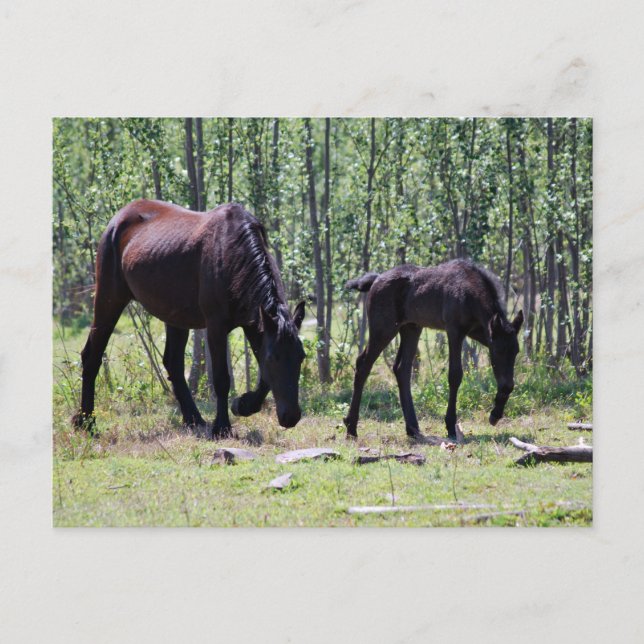 Carte Postale Mare et poulain parfaitement synchronisés (Devant)