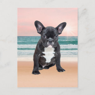 Carte Postale Mare French Bulldog Beach Eau Soleil