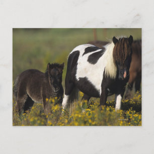 Carte Postale Mare miniature et Foal dans les fleurs