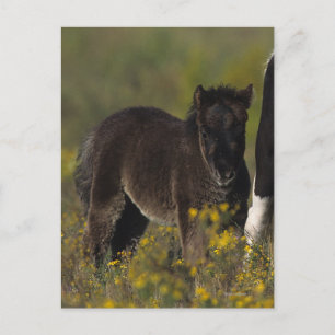 Carte Postale Mare miniature et Foal dans les fleurs