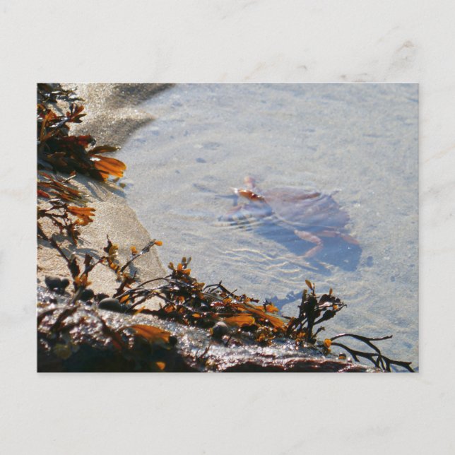 Carte Postale Mare résiduelle à Sand Beach (Devant)