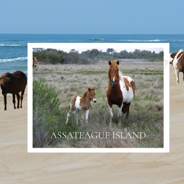 Carte Postale Mare sauvage et poulain, Assateague National Seash (Créateur téléchargé)