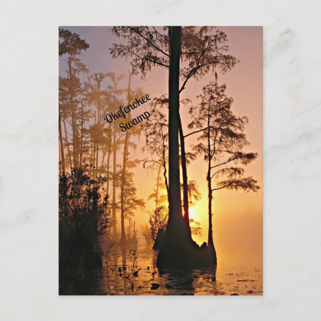 Carte Postale Marécage d'Okefenokee (Devant)