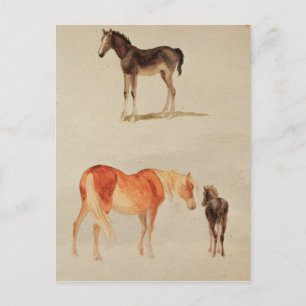 Carte Postale Mares et poulains