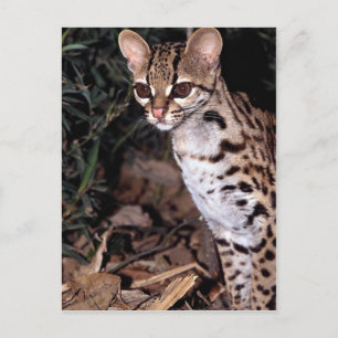 Carte Postale Margay (Felis wiedi)