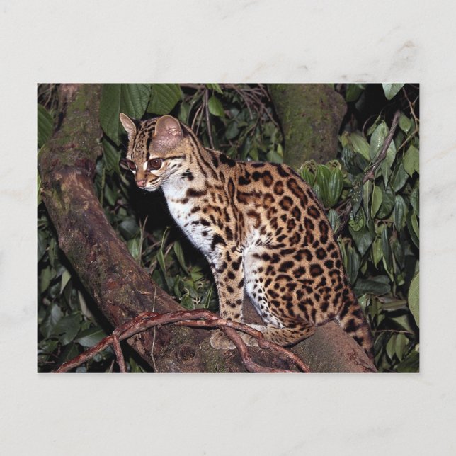 Carte Postale Margay (Felis wiedi) dans un arbre (Devant)